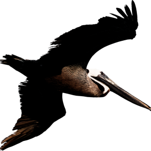 Pelican PNG