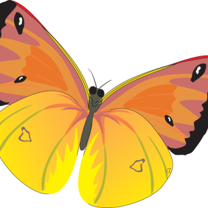 Butterfly PNG image