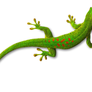 Gecko PNG