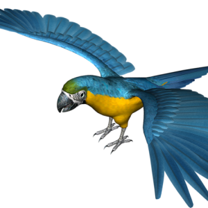 Parrot PNG image