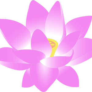 Lotus flower PNG