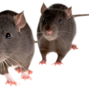mouse, rat PNG image