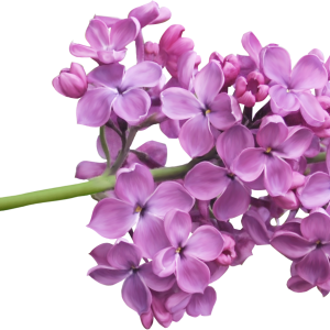Lilac PNG