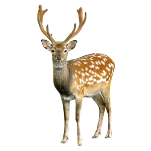 Deer PNG image
