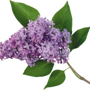 Lilac PNG