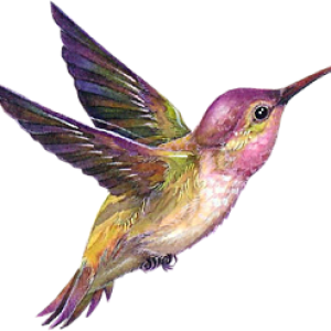 Bird PNG