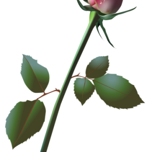 Rose PNG