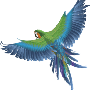 Parrot PNG image