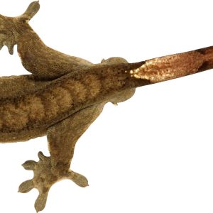 Lizard PNG
