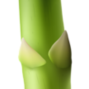 Asparagus PNG