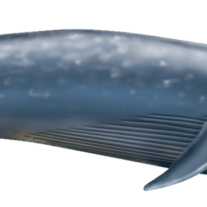 Whale PNG