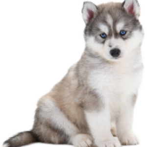 Husky PNG