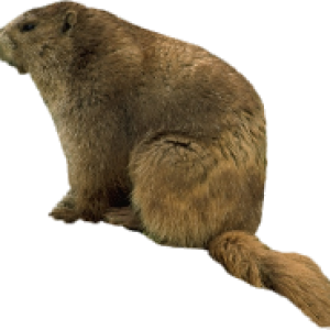 Beaver PNG