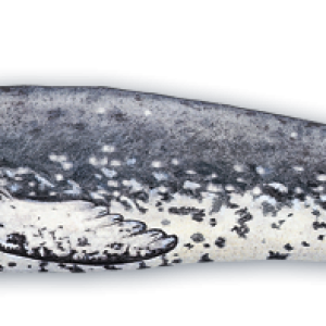 Harbor seal PNG