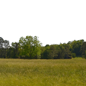 Forest PNG