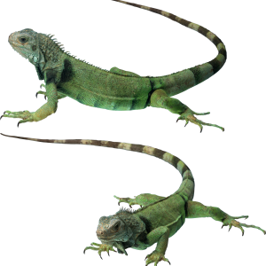 Gecko PNG