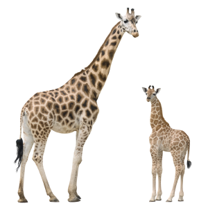 Giraffe PNG