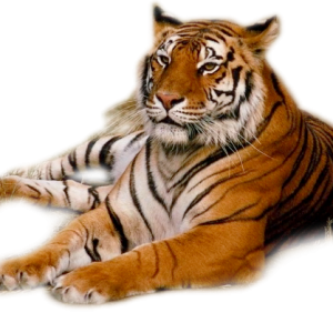 Tiger PNG