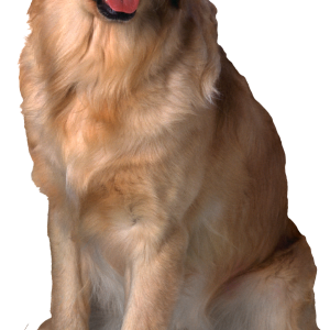 Dog PNG