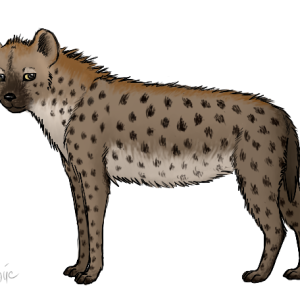 Hyena PNG