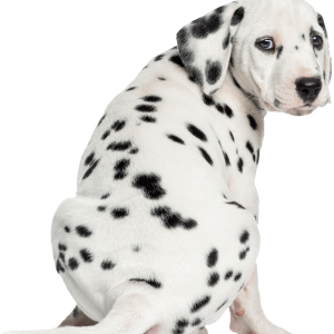 Dalmatian PNG