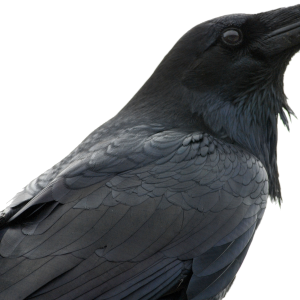 Raven PNG