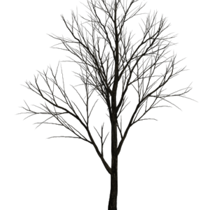 tree PNG