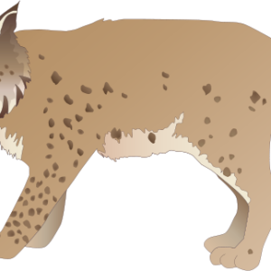 Lynx PNG