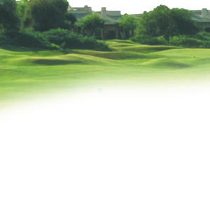 Forest PNG