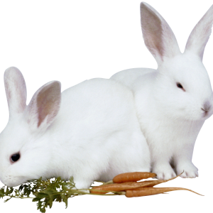 rabbit PNG