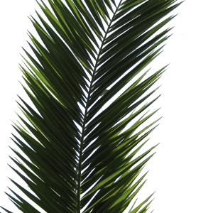 Palm tree PNG