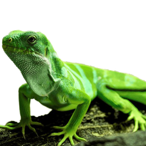 Iguana PNG