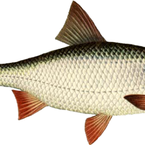 Fish PNG