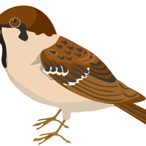 Sparrow PNG