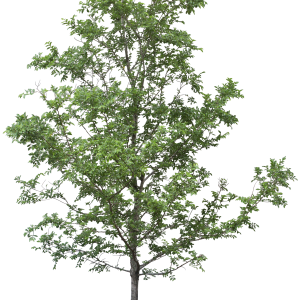 tree png image