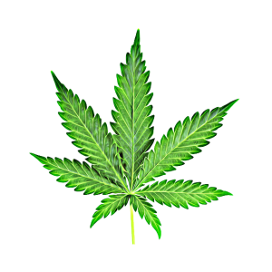 Cannabis PNG
