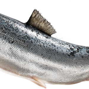Fish PNG