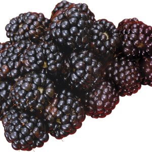 Blackberry PNG