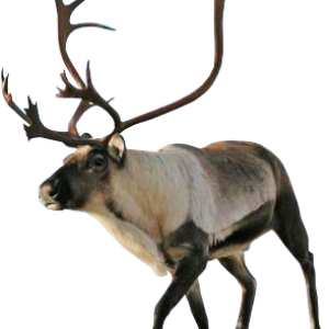 Santa Claus's reindeer PNG