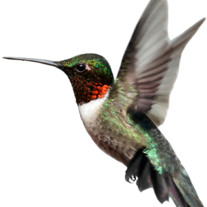 Bird PNG