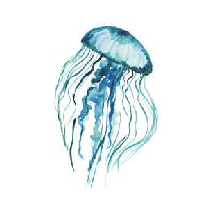 Jellyfish PNG