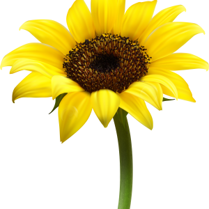 Sunflower PNG