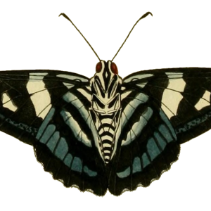 Moth PNG