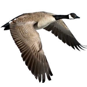 Goose PNG