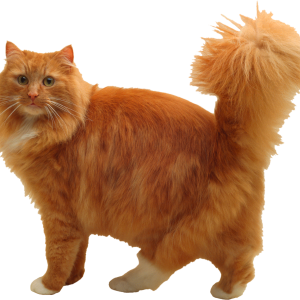 Big orange cat PNG