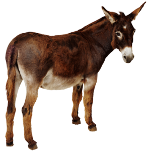 Donkey PNG