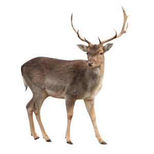 Deer PNG image