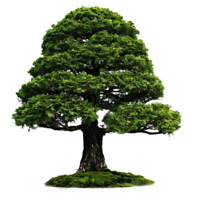 tree png image