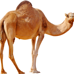 Camel PNG