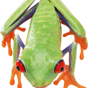 Frog PNG